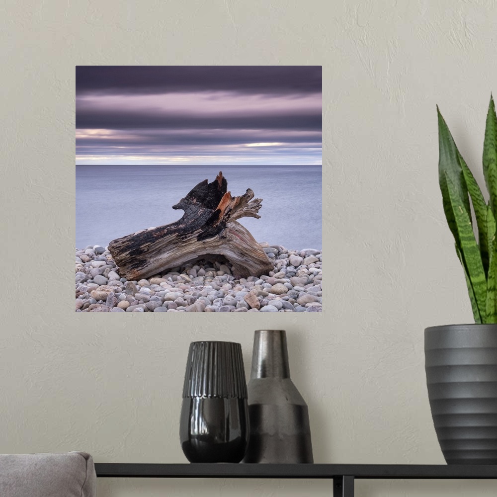 A modern room featuring Driftwood on Spey Beach and the Moray Firth, Moray, Scotland, United Kingdom, Europe
