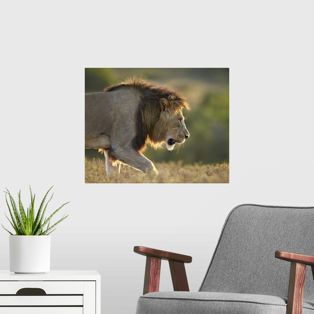 A modern room featuring Male lion (Panthera leo), backlit, Addo Elephant National Park, South Africa, Africa