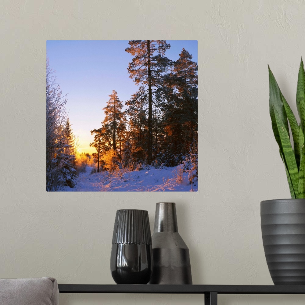 A modern room featuring Winter sunset in the forest near Oslo, Norway, Scandinavia, Europe