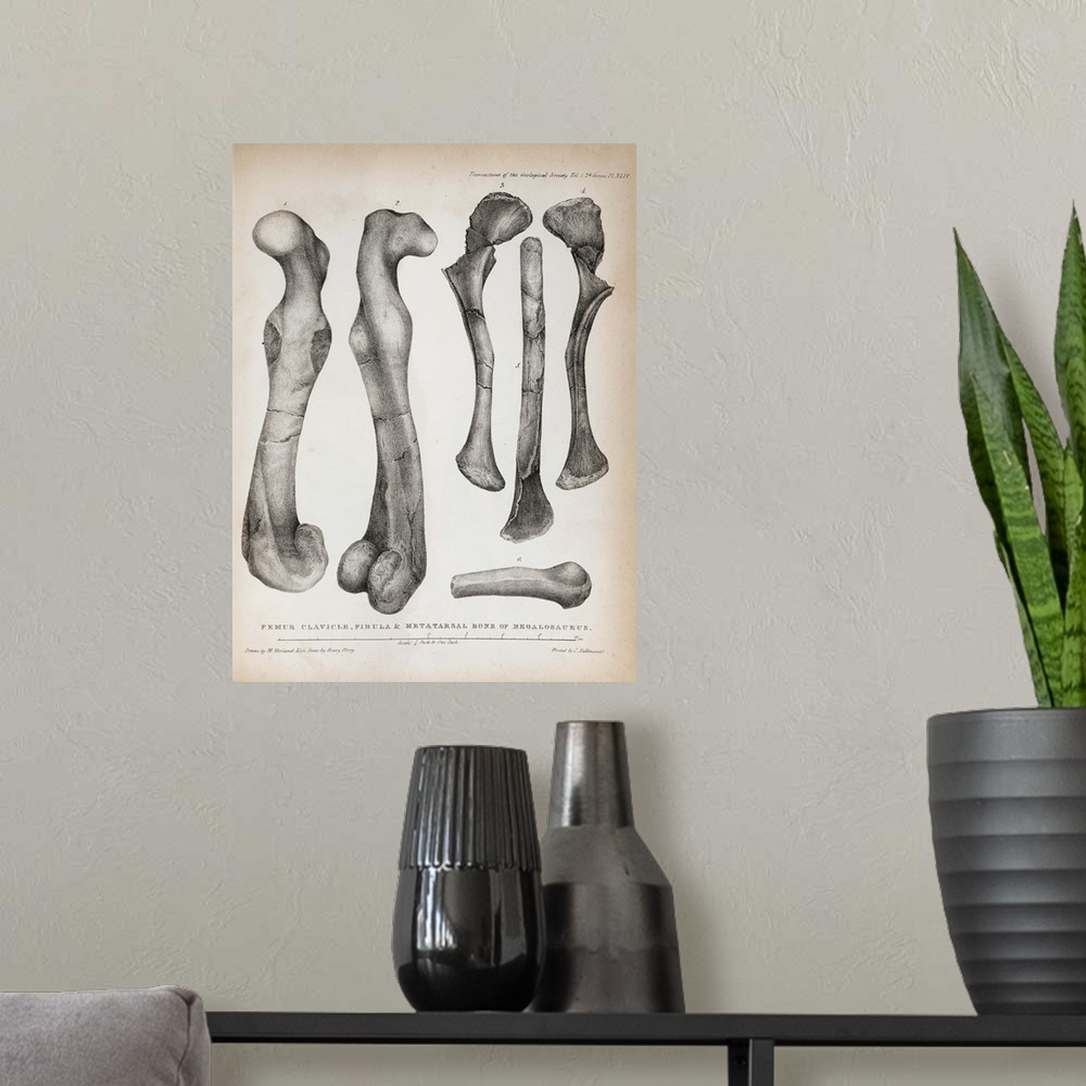 A modern room featuring 1824 Plate XLIV of Megalosaurus' femur, clavicle, fibula and metatarsals drawn by Mary Moreland, ...