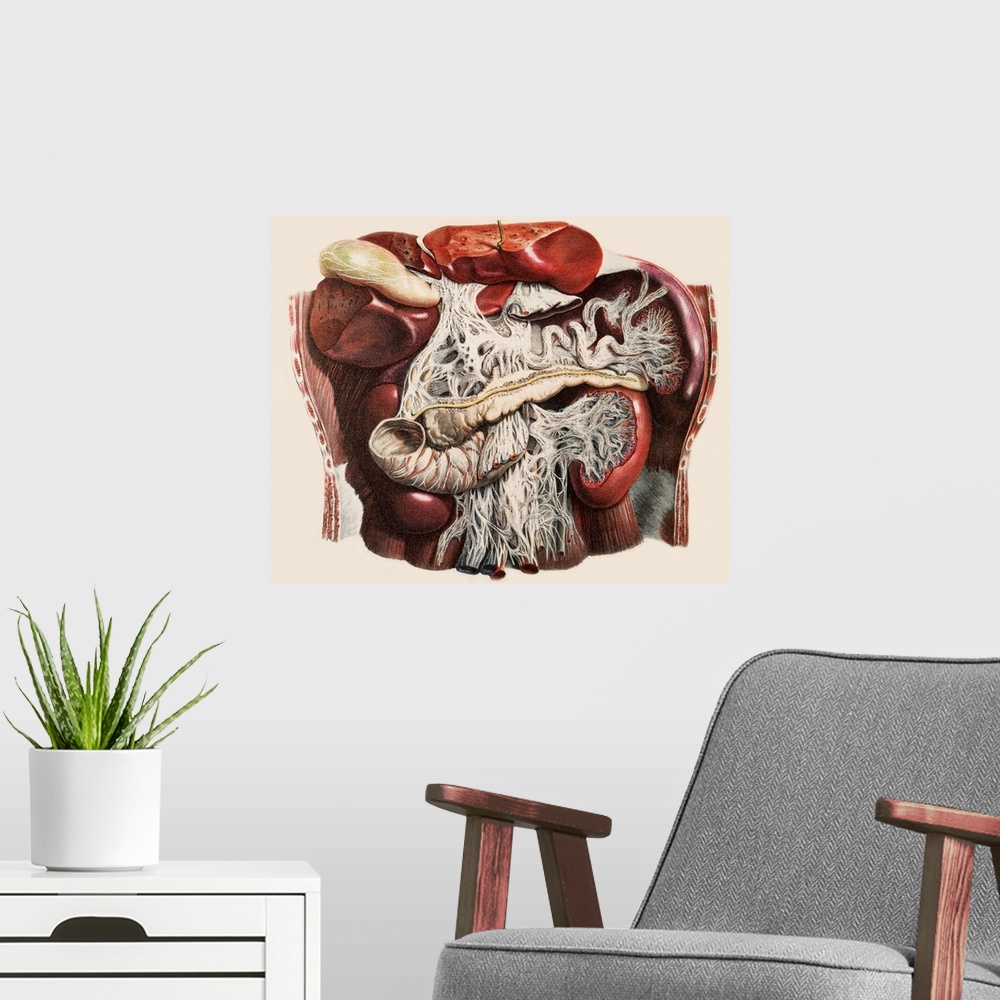 A modern room featuring Abdominal organs, historical anatomical artwork. This ventral (front) view of a dissected abdomen...