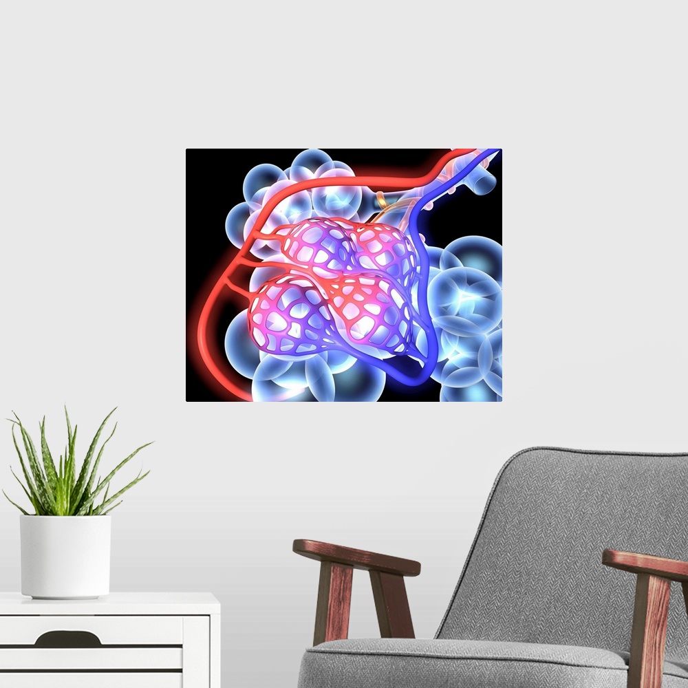 A modern room featuring Alveoli. 3d medical illustration showing the alveoli and blood vessels in the human lung.