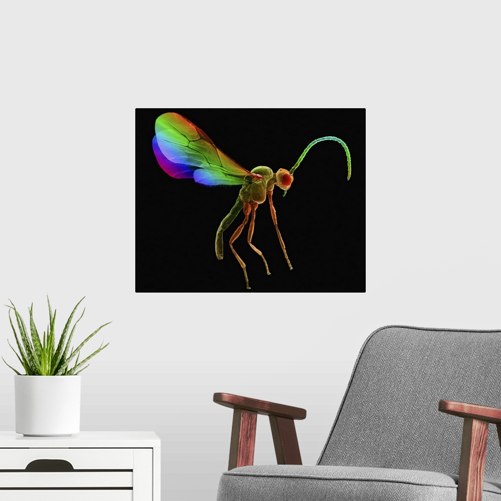 A modern room featuring Coloured scanning electron micrograph (SEM) of Aphid wasp (Anagrus epos). A parasite of the bean ...