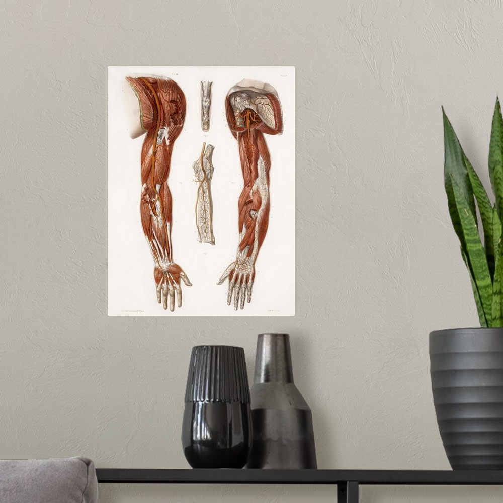 A modern room featuring Arm anatomy, historical artwork. 19th Century hand coloured lithographic print showing the arteri...