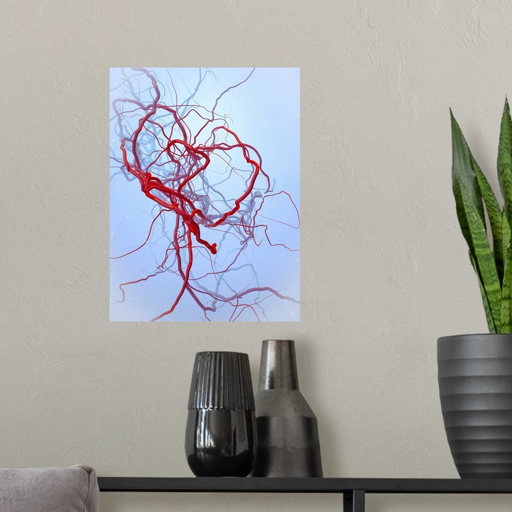 A modern room featuring Arteries, illustration. Arteries are blood vessels that carry oxygenated blood from the heart to ...
