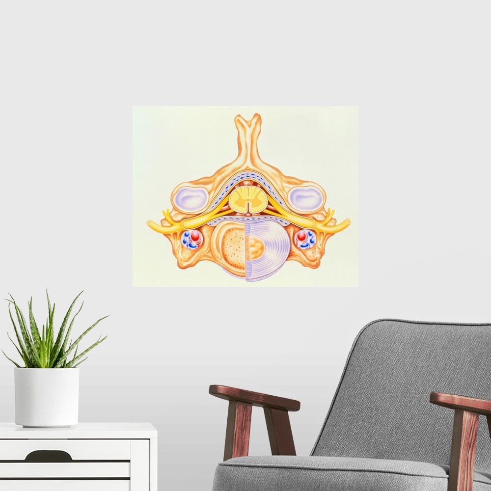 A modern room featuring Cervical vertebra with spinal cord. Illustration of a bone from the human spine, showing blood ve...