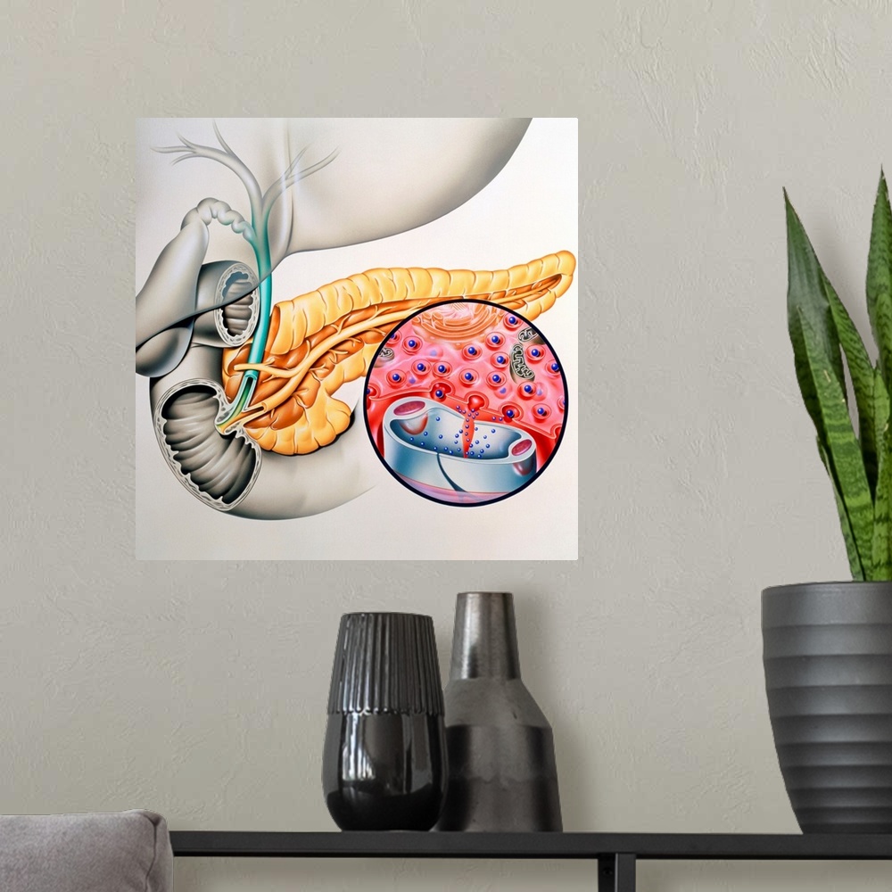 A modern room featuring Insulin production. Artwork of the human pancreas showing production of the hormone insulin. The ...