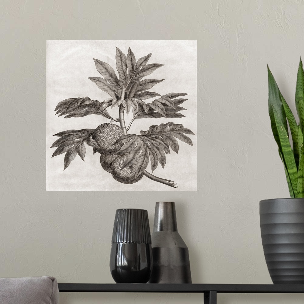 A modern room featuring Breadfruit. Engraving of breadfruit, the fruit of the breadfruit tree (Artocarpus altilis). The b...