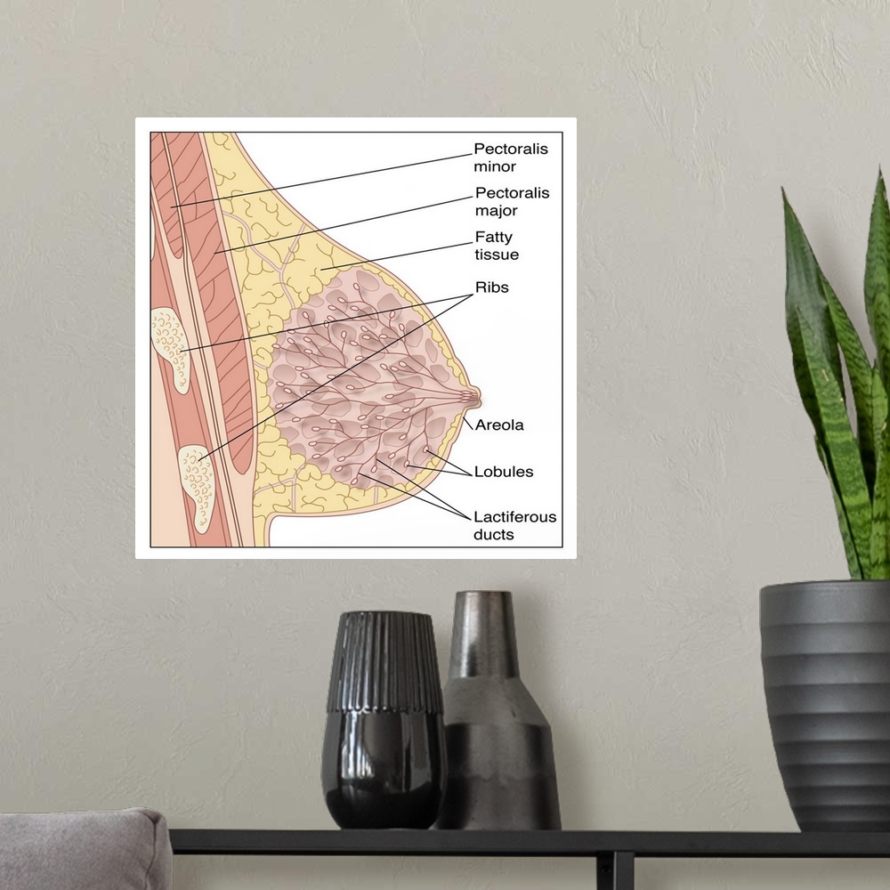 A modern room featuring Breast anatomy. Artwork of a vertical cross-section through a female breast seen from the side. A...