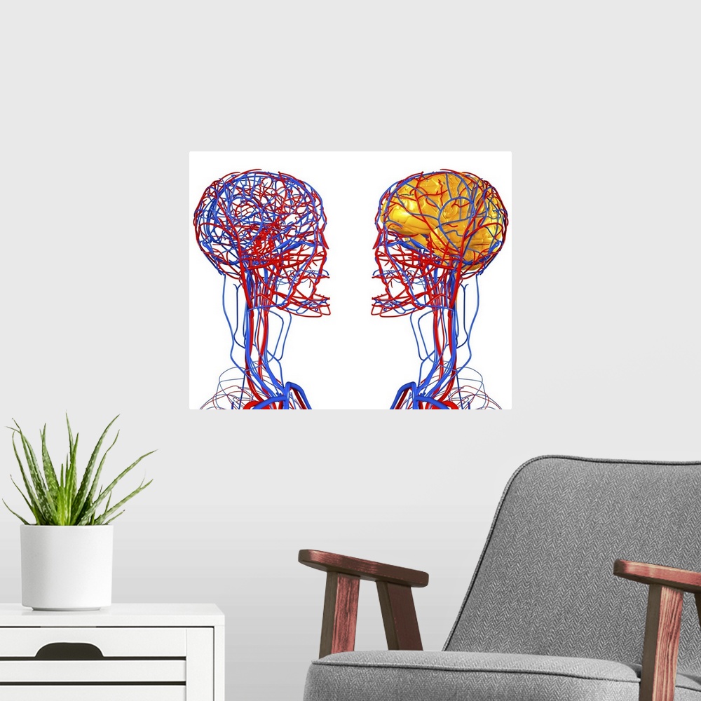 A modern room featuring Circulatory system and brain. Computer artwork showing the blood vessels of the head and neck. Al...