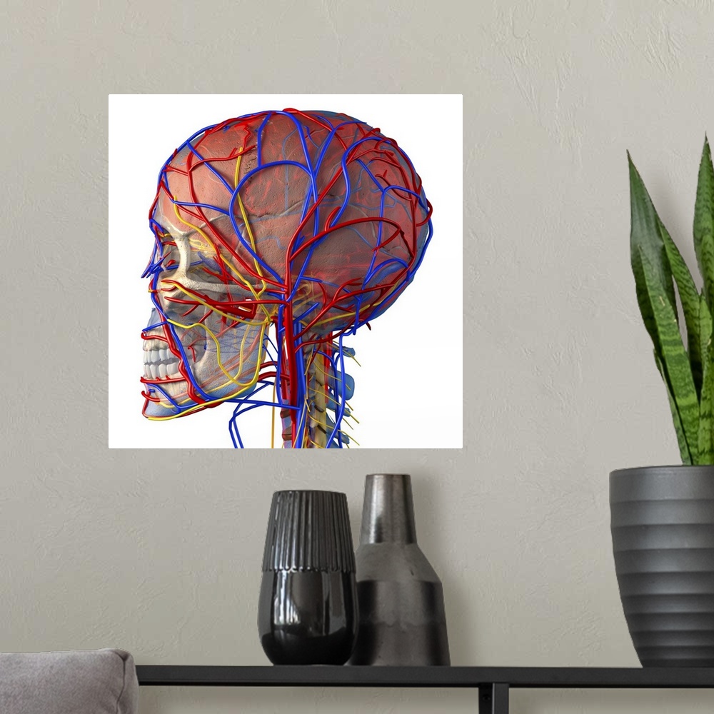 A modern room featuring Circulatory system and brain. Computer artwork showing the blood vessels (blue and red) and bones...