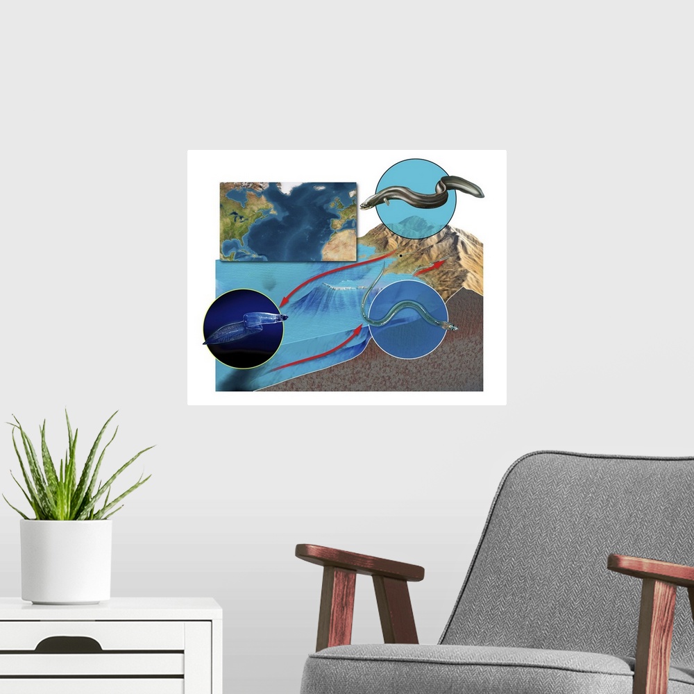 A modern room featuring Eel life-cycle, artwork. Eels (Anguilla sp.) spend most of their lives in freshwater, but adults ...