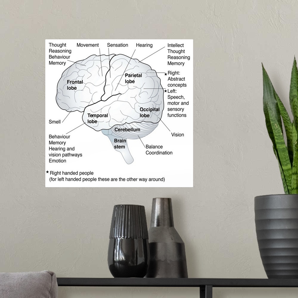 A modern room featuring Artwork showing the functional areas of the brain, including the cerebral regions involved in tho...