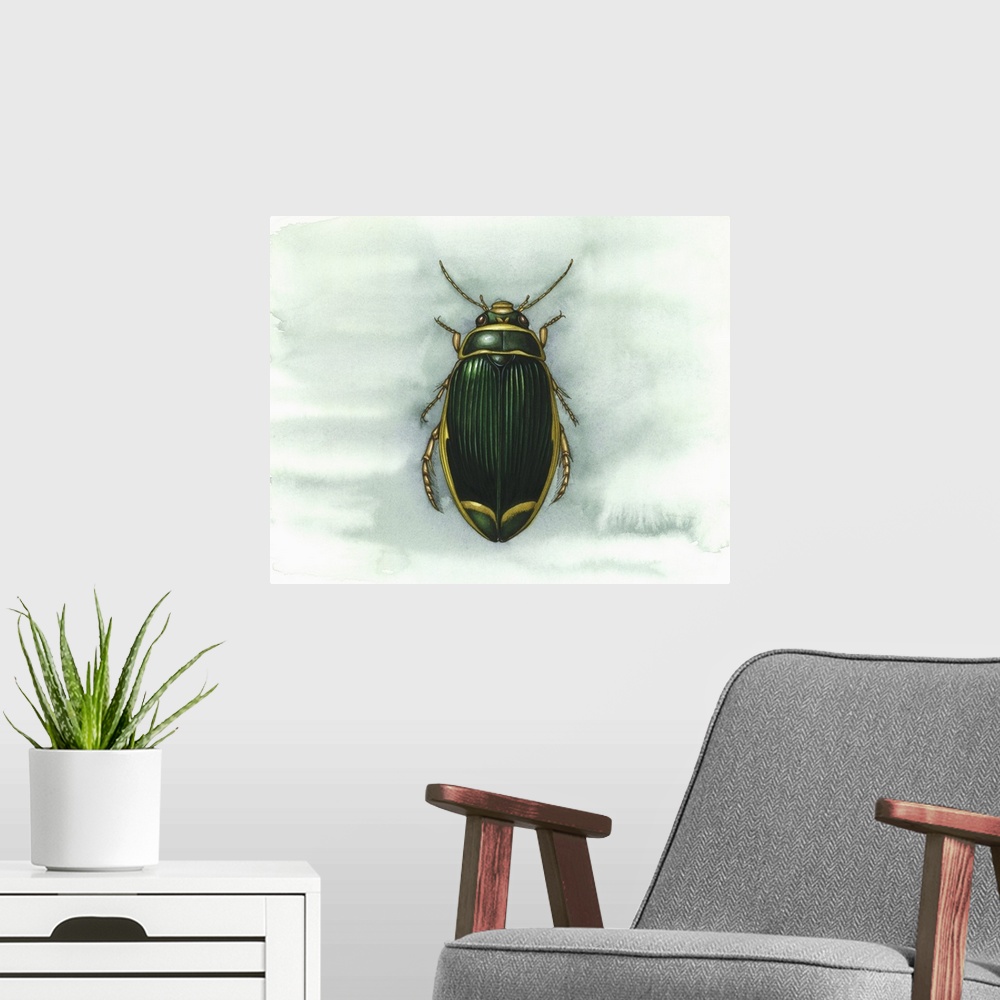 A modern room featuring Great diving beetle (Dytiscus marginalis), artwork. This aquatic freshwater beetle is found in Eu...