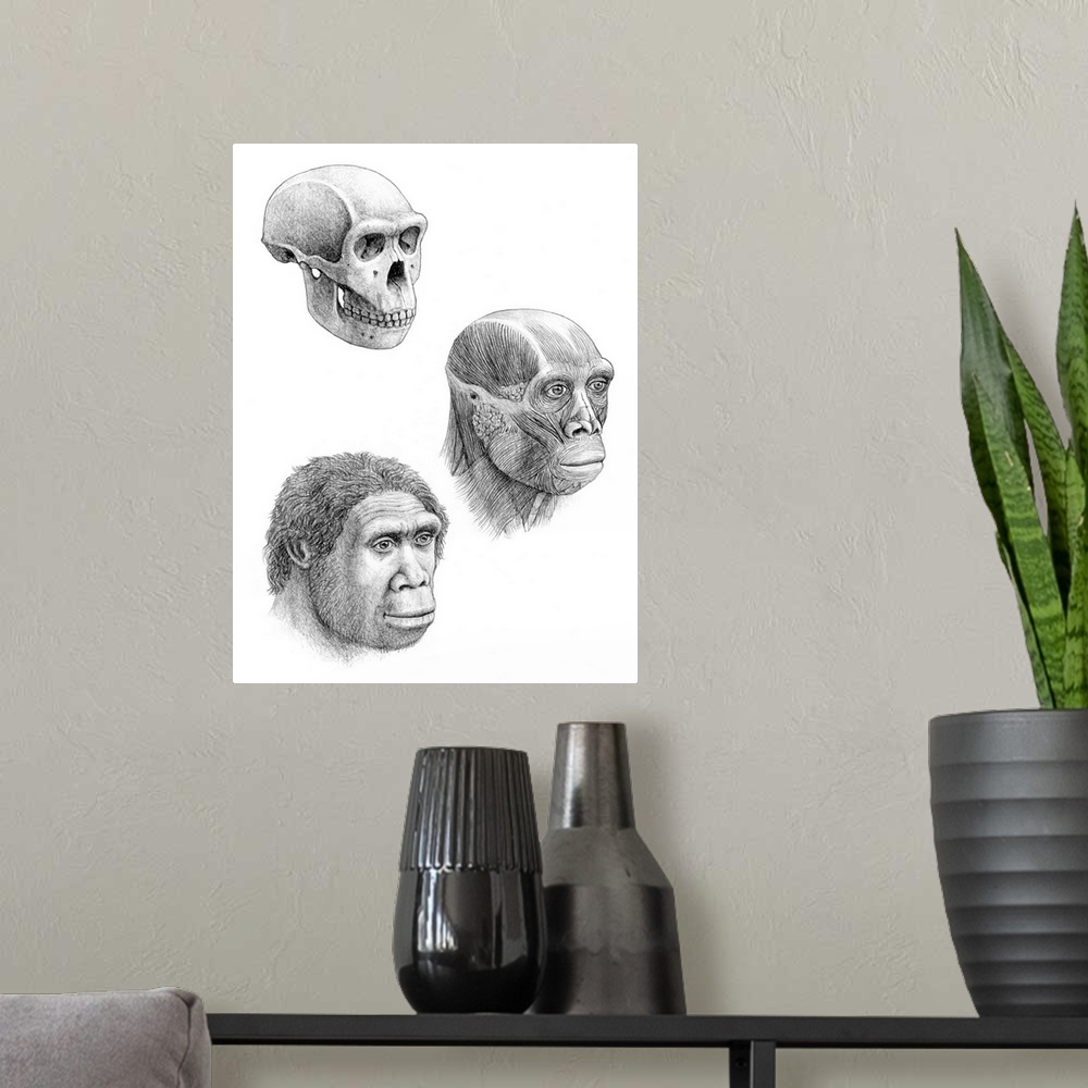A modern room featuring Homo ergaster. Artists impression of the skull, facial muscles and face of a Homo ergaster. H.erg...