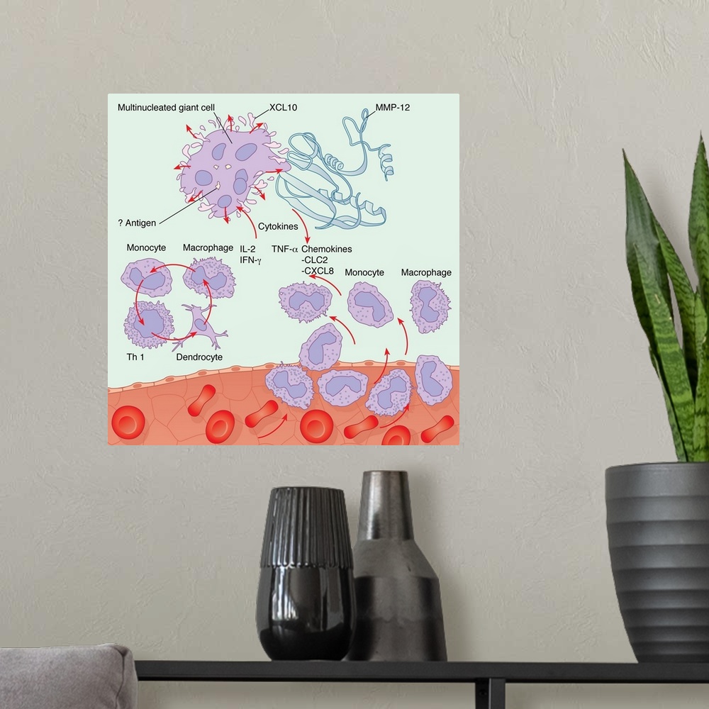 A modern room featuring Human immune response. Computer artwork showing the interactions of the various white blood cells...