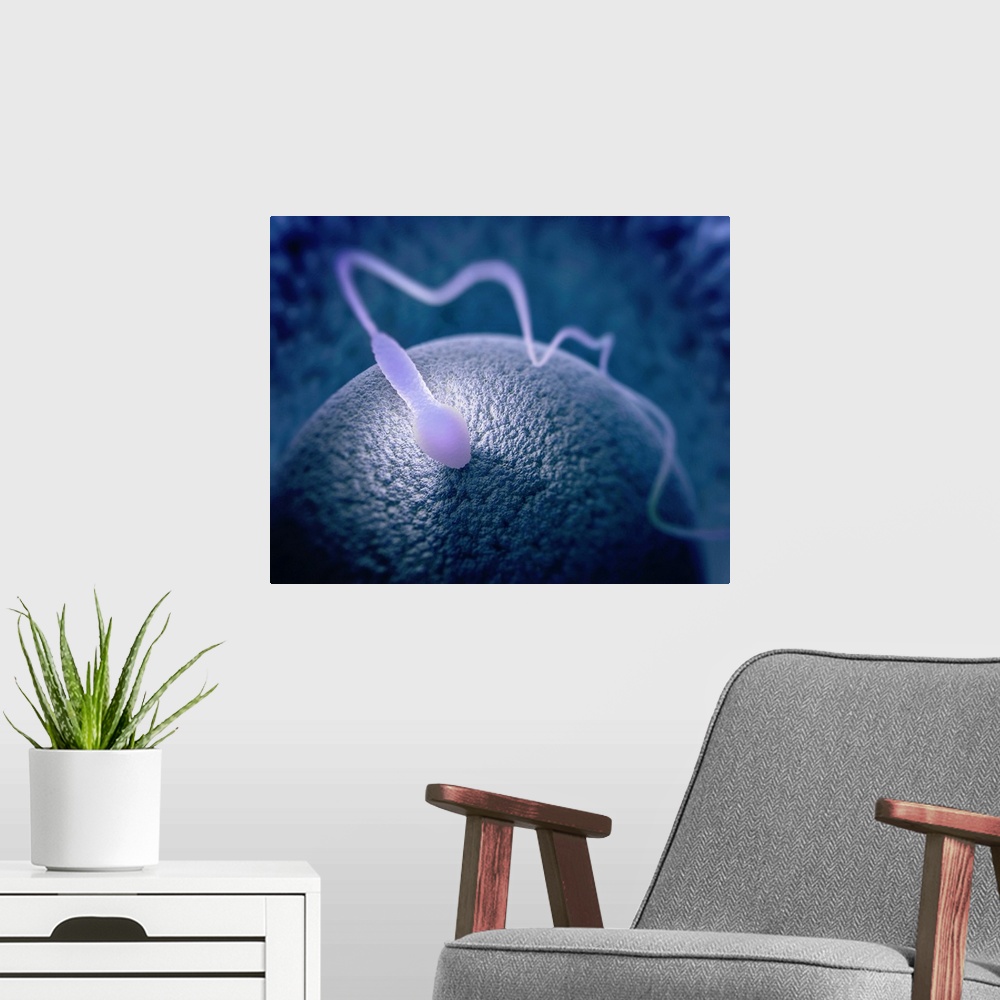 A modern room featuring Human sperm and egg, illustration.