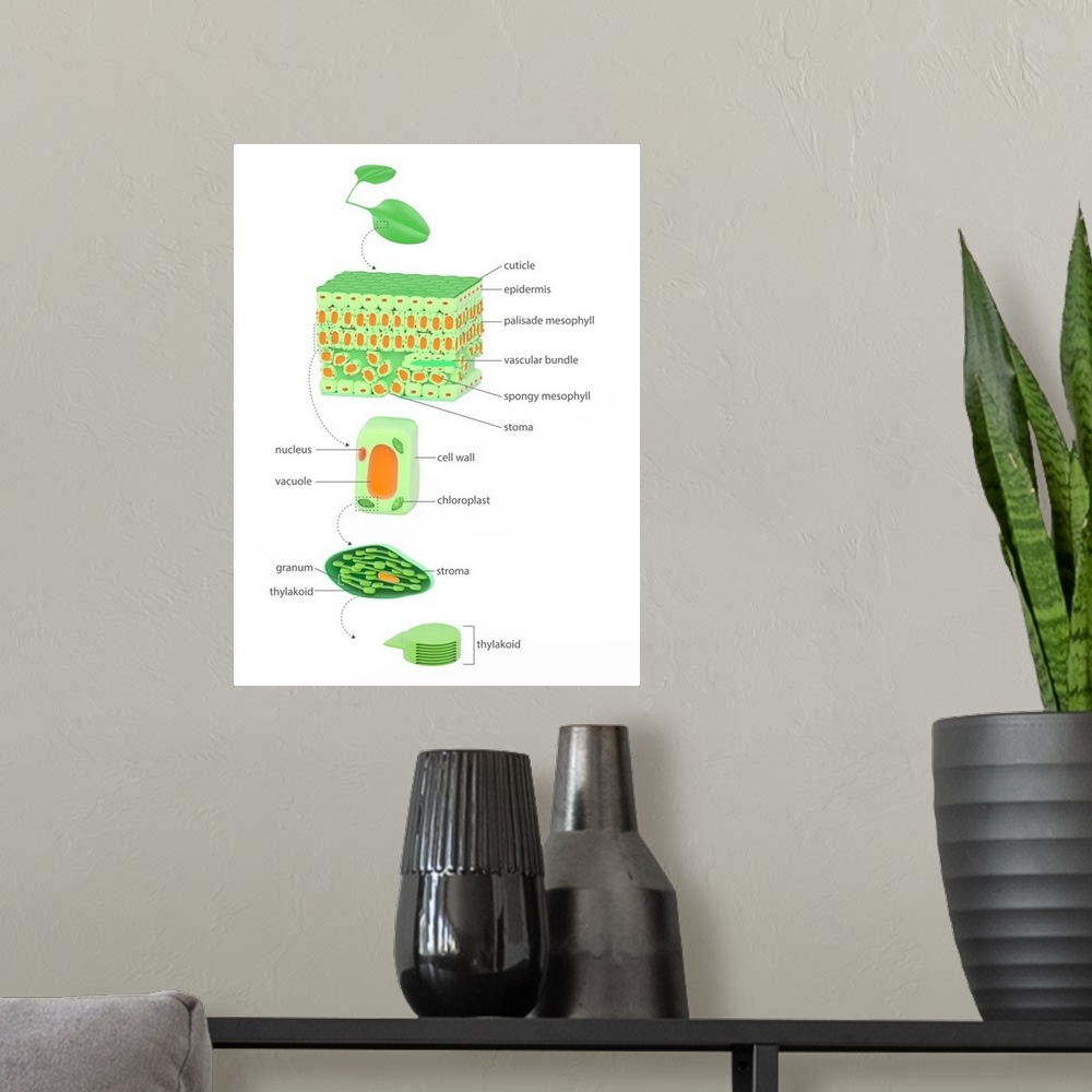 A modern room featuring Leaf to chloroplast. Illustration of the anatomy of a flowering plant and the location of its chl...