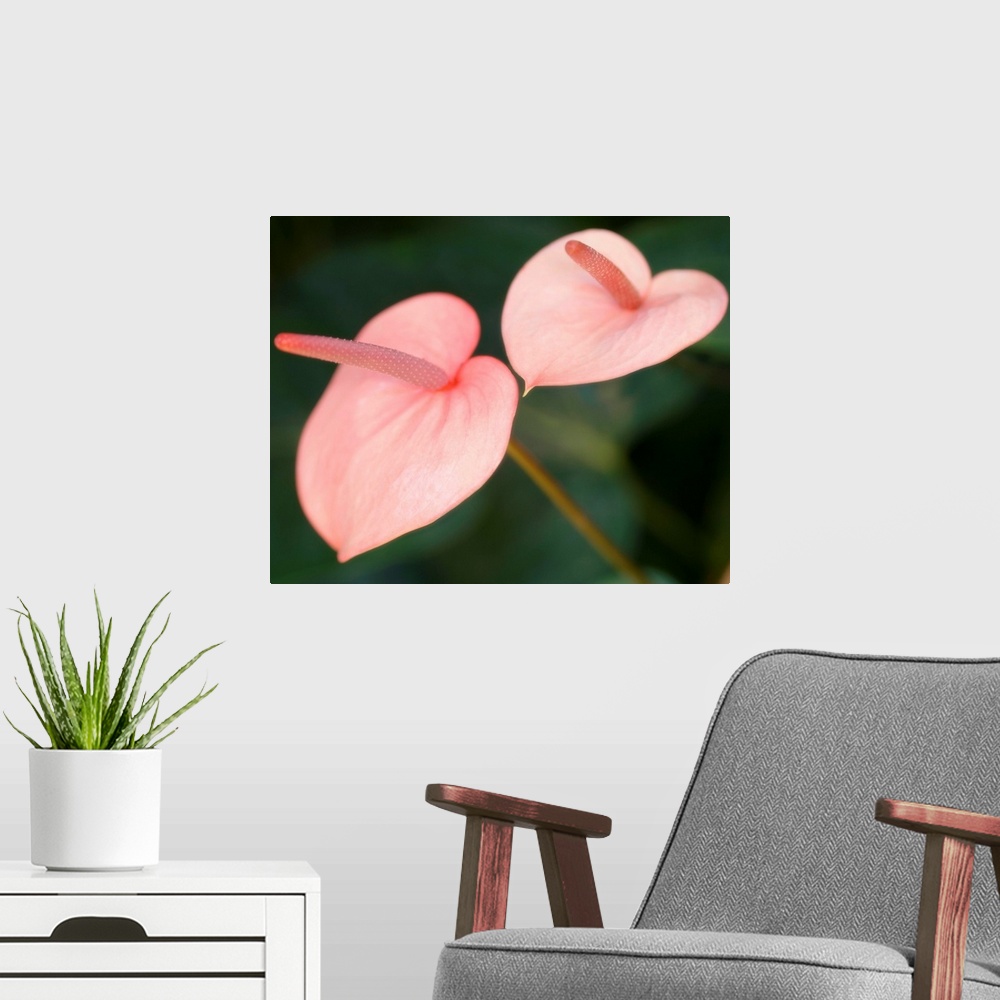 A modern room featuring Painter's palette plants (Anthurium andraeanum). This perennial produces a small spike (spadix) t...