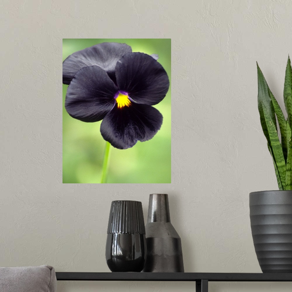A modern room featuring Pansy flower (Viola wittrokiana).