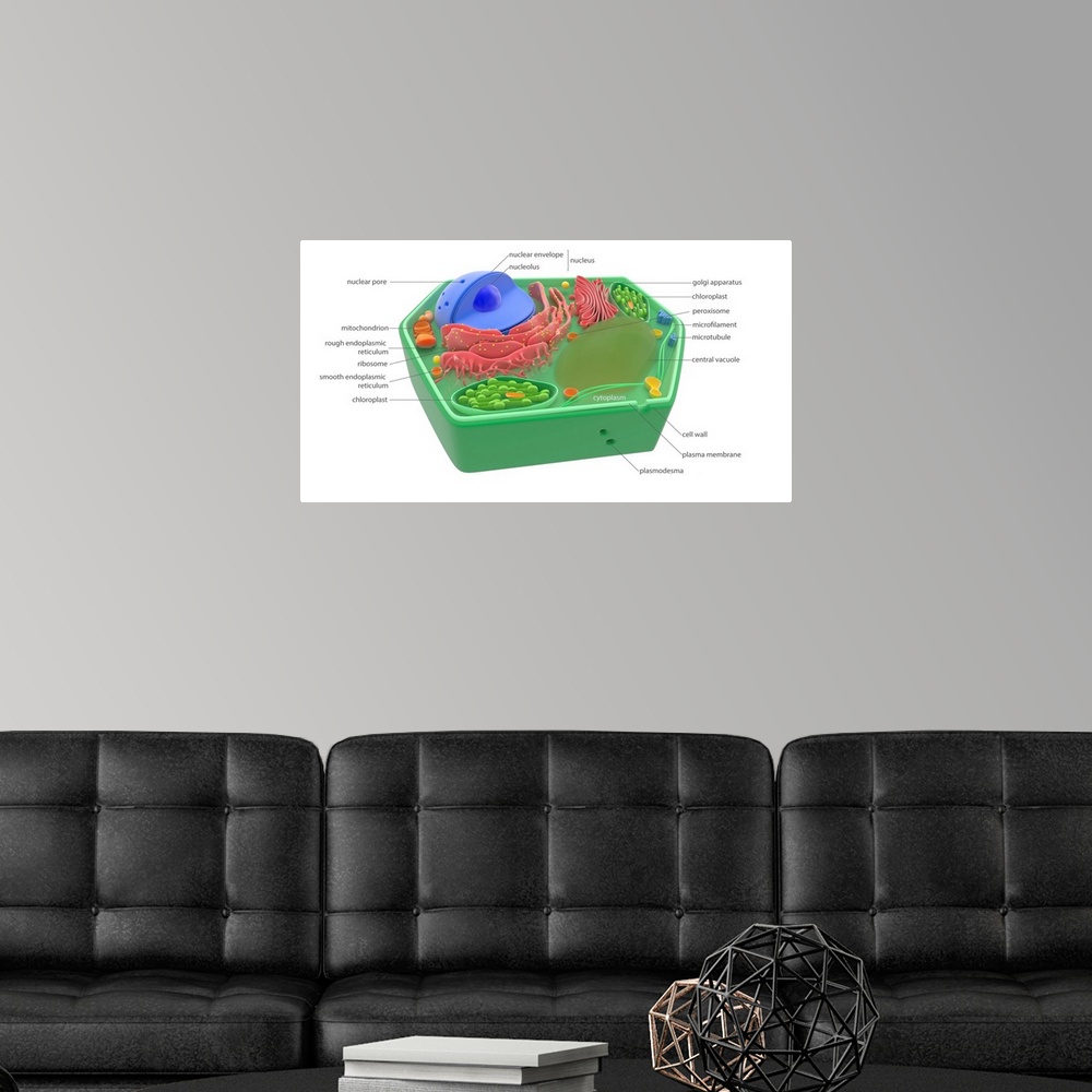A modern room featuring Plant cell components and organelles, illustration. The cell wall (dark green) is lined with a pl...