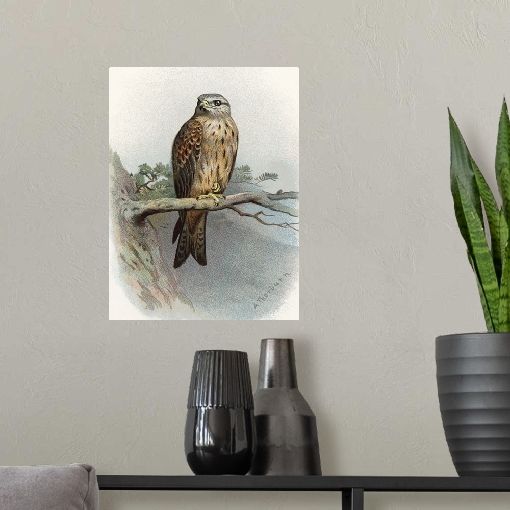 A modern room featuring Red kite. Historical artwork of a red kite (Milvus milvus) perched on a branch. This bird of prey...
