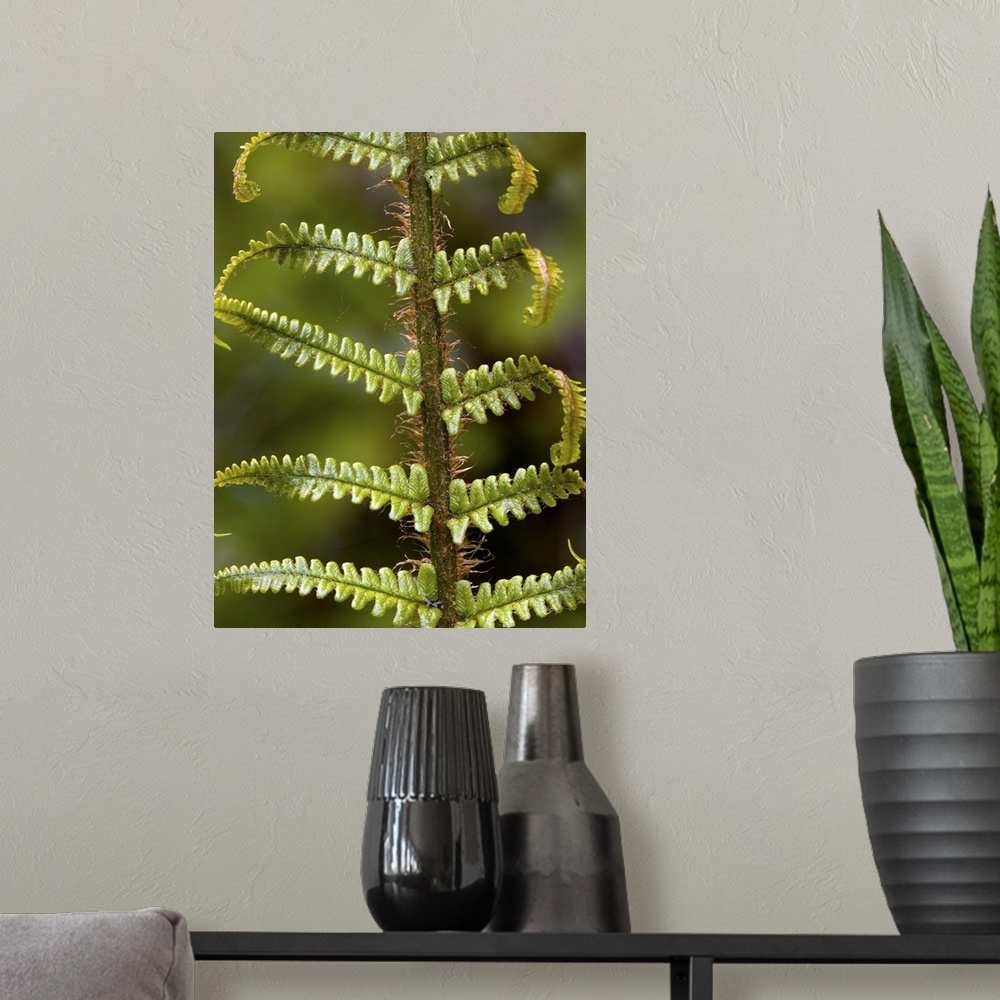 A modern room featuring Scaly male fern (Dryopteris affinis) unfolding frond.