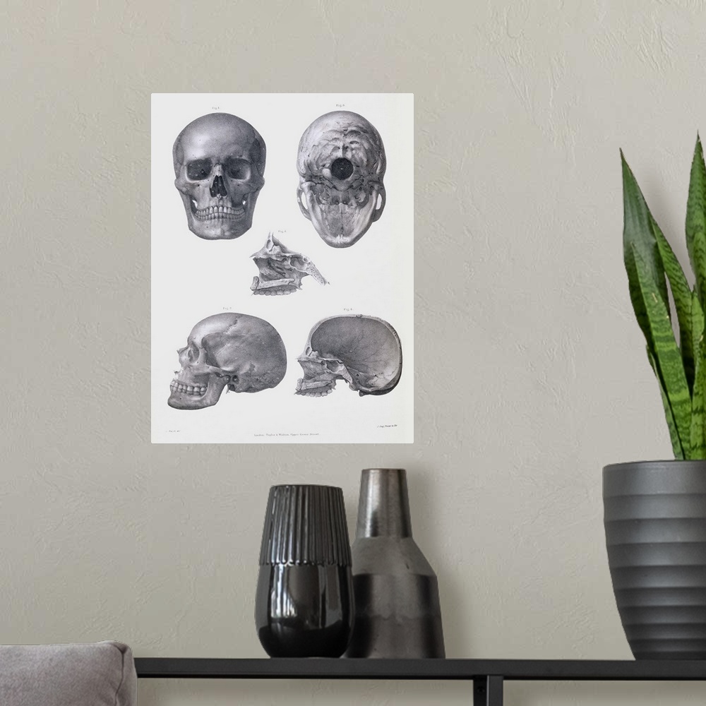 A modern room featuring Skull anatomy. Historical anatomical artwork of various views of the human skull. The frontal vie...