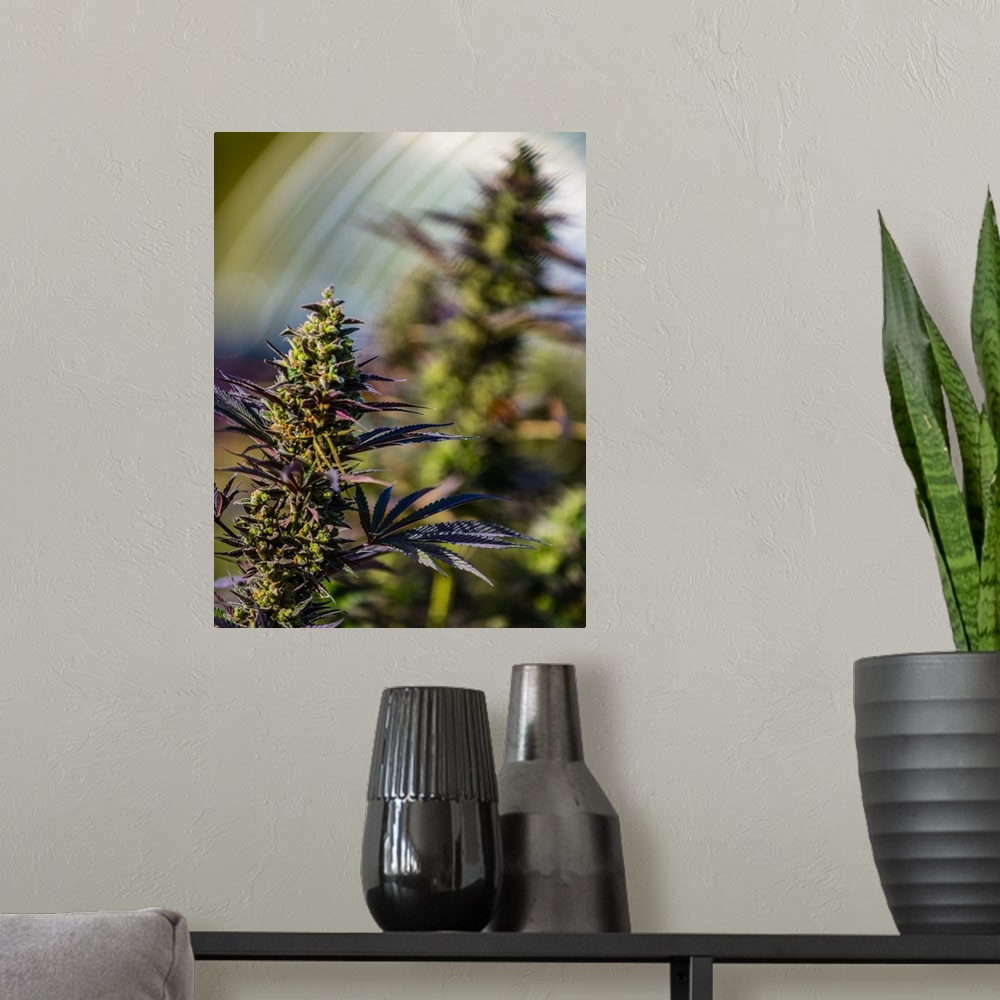 A modern room featuring Close up of a green cannabis plant with a blurred background.