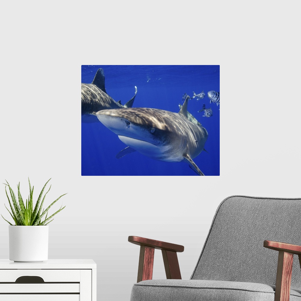 A modern room featuring A curious oceanic whitetip shark, Cat Island, Bahamas.