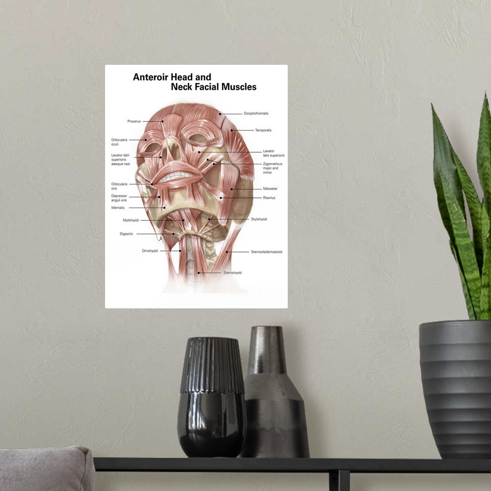 A modern room featuring Anterior neck and facial muscles of the human head (with labels).