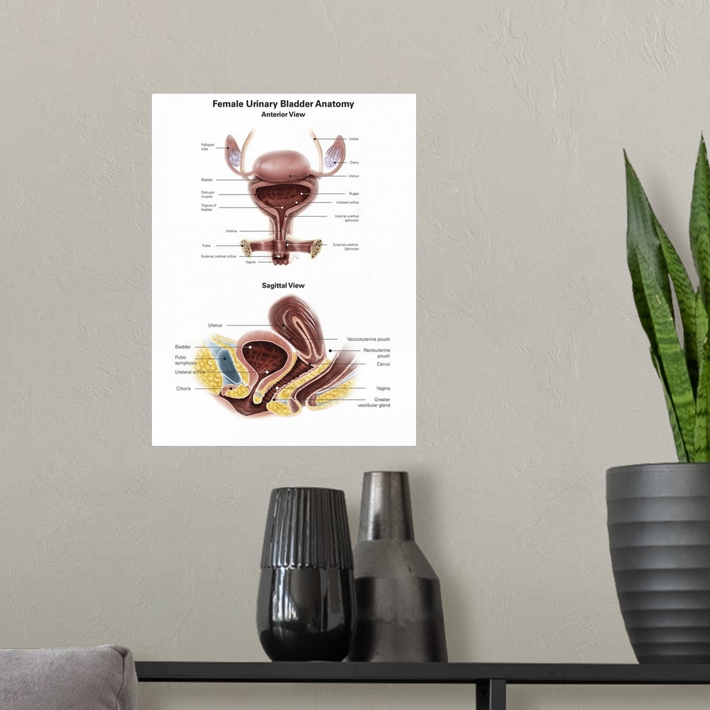 A modern room featuring Anterior view and sagittal view of female urinary bladder.