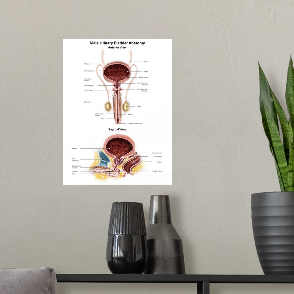 A modern room featuring Anterior view and sagittal view of male urinary bladder.