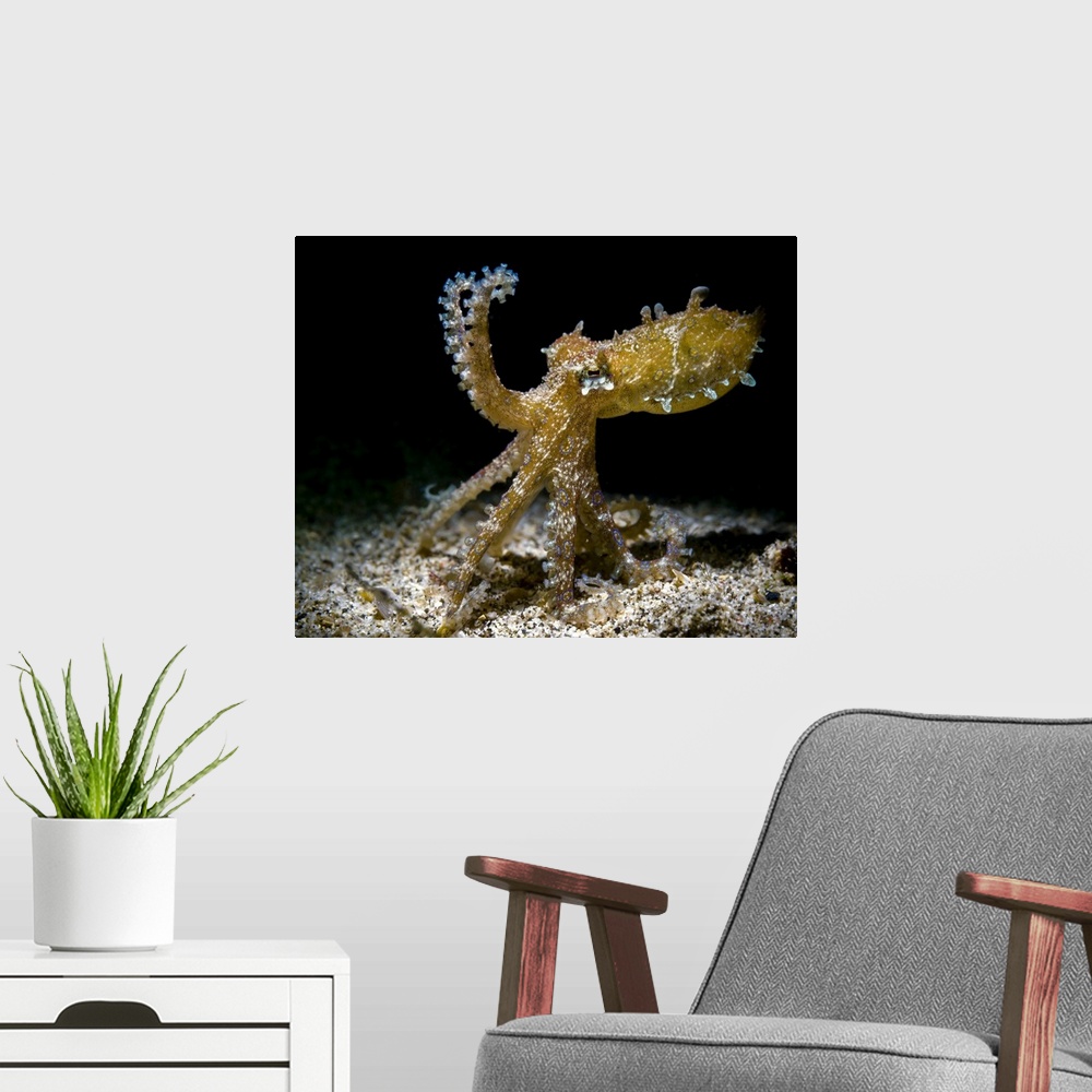 A modern room featuring Blue-ringed octopus in defensive stance, Anilao, Philippines.
