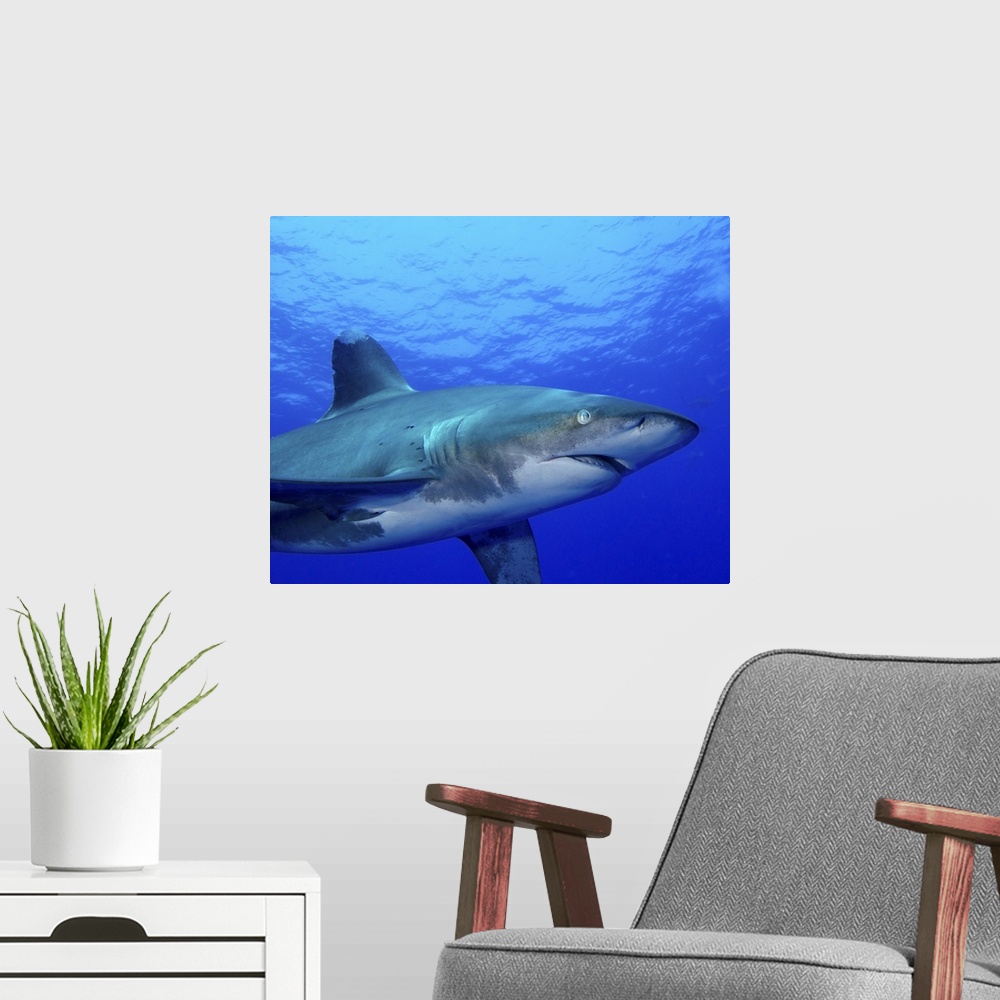 A modern room featuring Close-up side view of an oceanic whitetip shark, Cat Island, Bahamas.