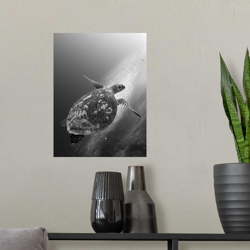 A modern room featuring Hawksbill turtle ascending against a colony of bubbles.