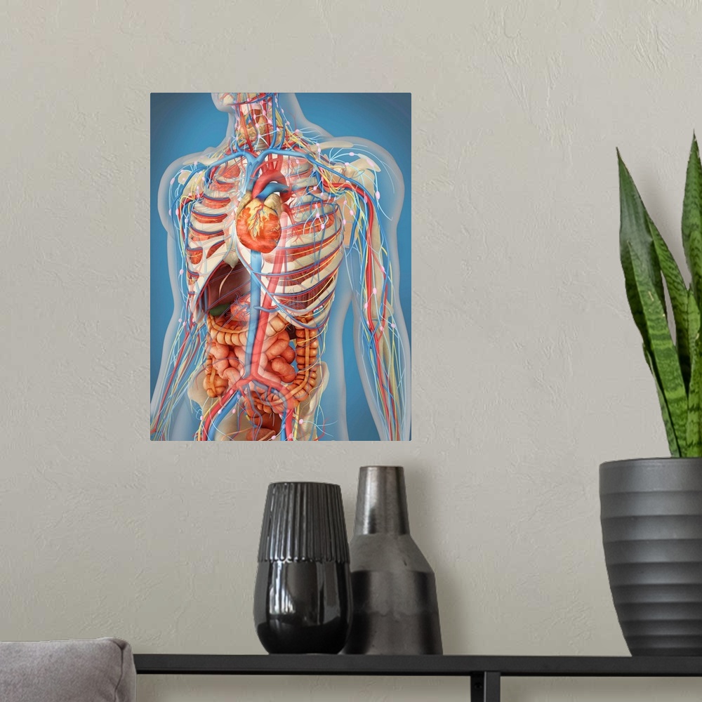 A modern room featuring Transparent human body showing heart and main circulatory system position with internal organs, n...