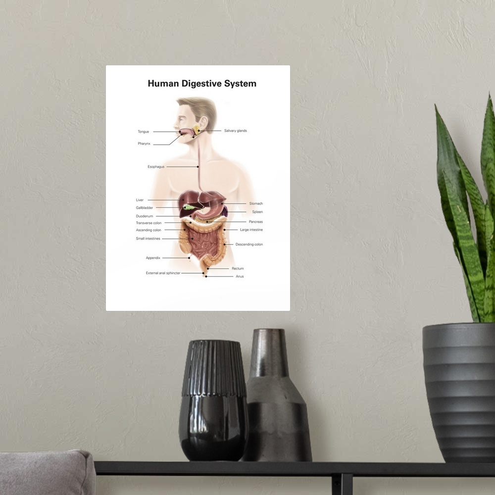 A modern room featuring Human digestive system, with labels.
