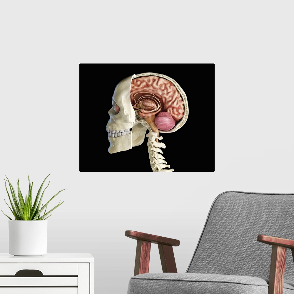 A modern room featuring Human skull mid sagittal cross-section with brain.