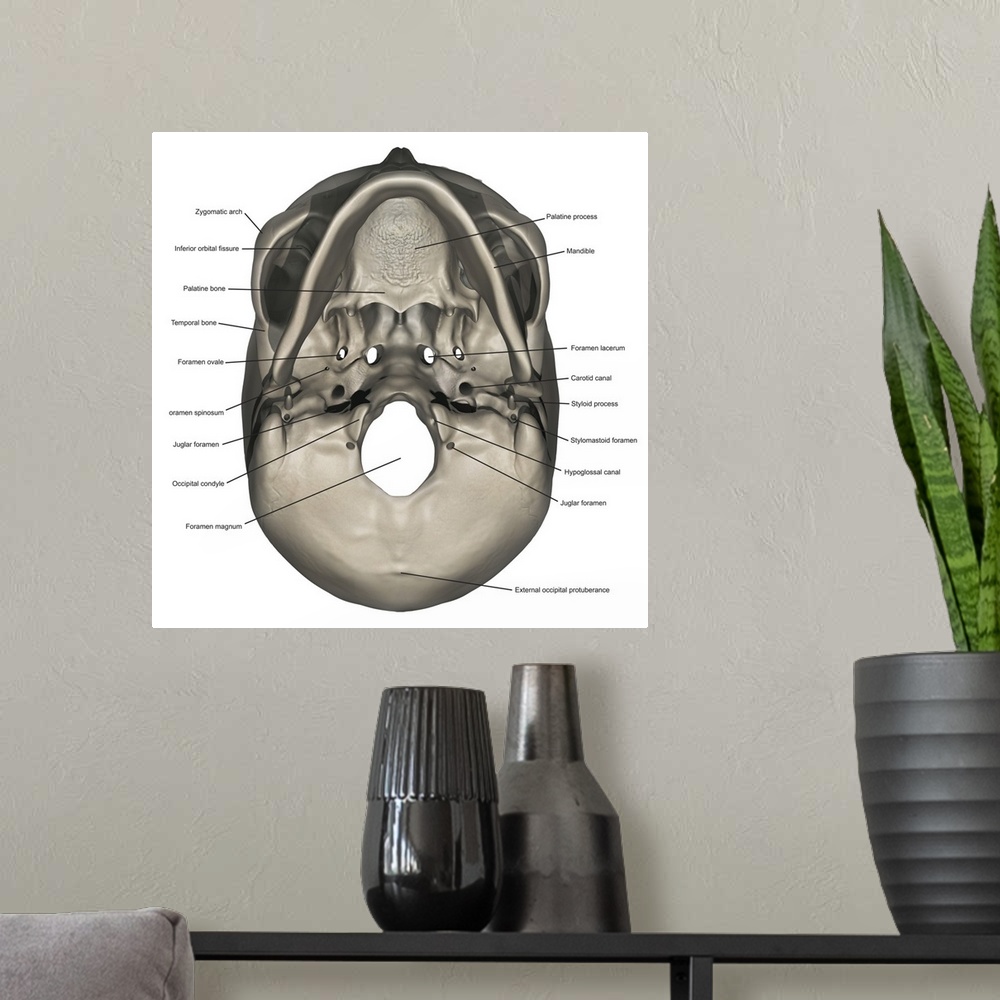 A modern room featuring Inferior view of human skull anatomy with annotations.