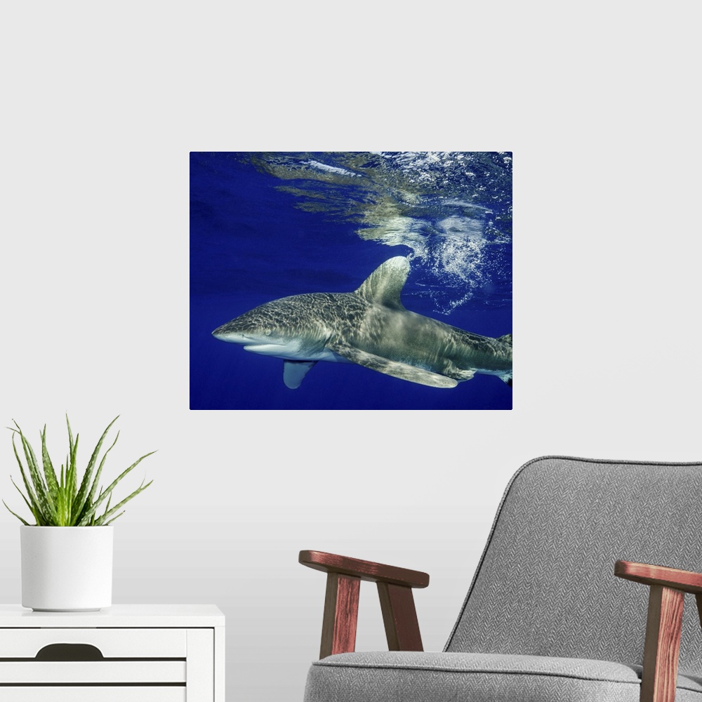A modern room featuring Oceanic whitetip shark with reflection, Cat Island, Bahamas.