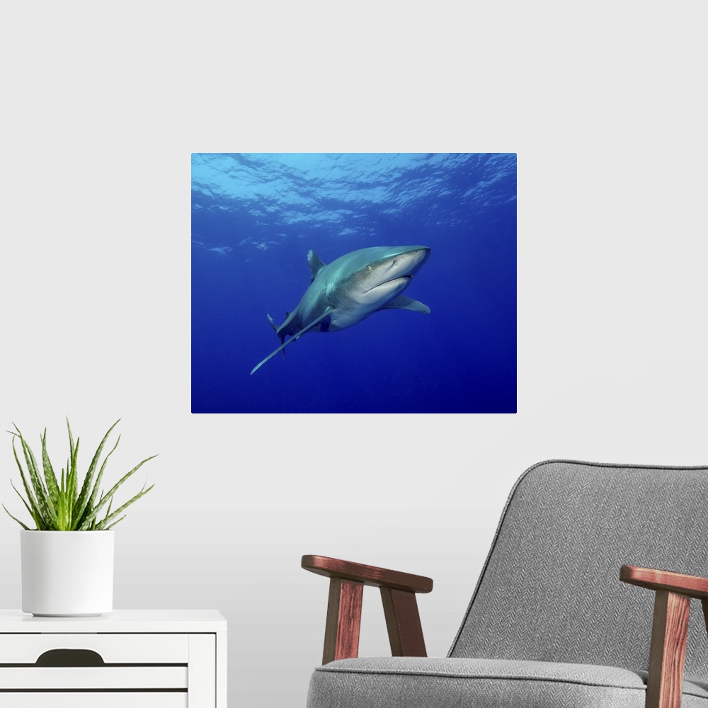 A modern room featuring Oceanic whitetip shark, Cat Island, Bahamas.