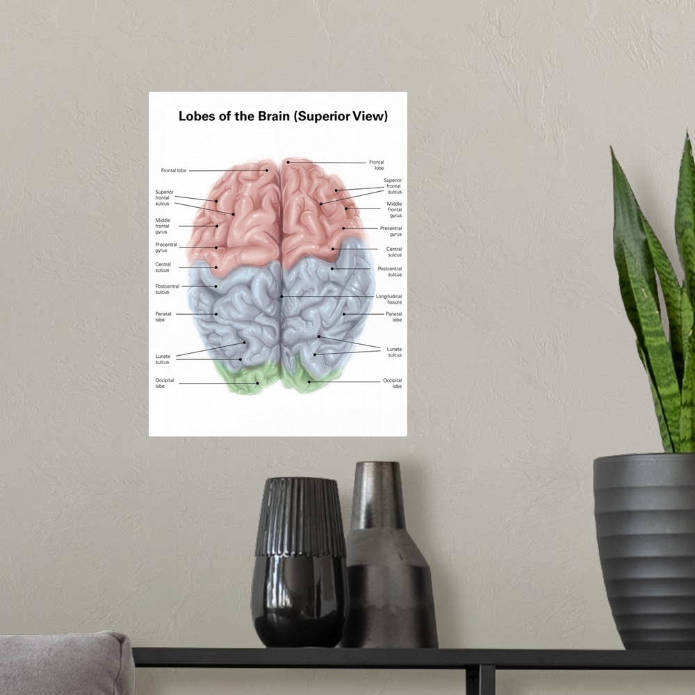 A modern room featuring Superior view of human brain with colored lobes and labels.