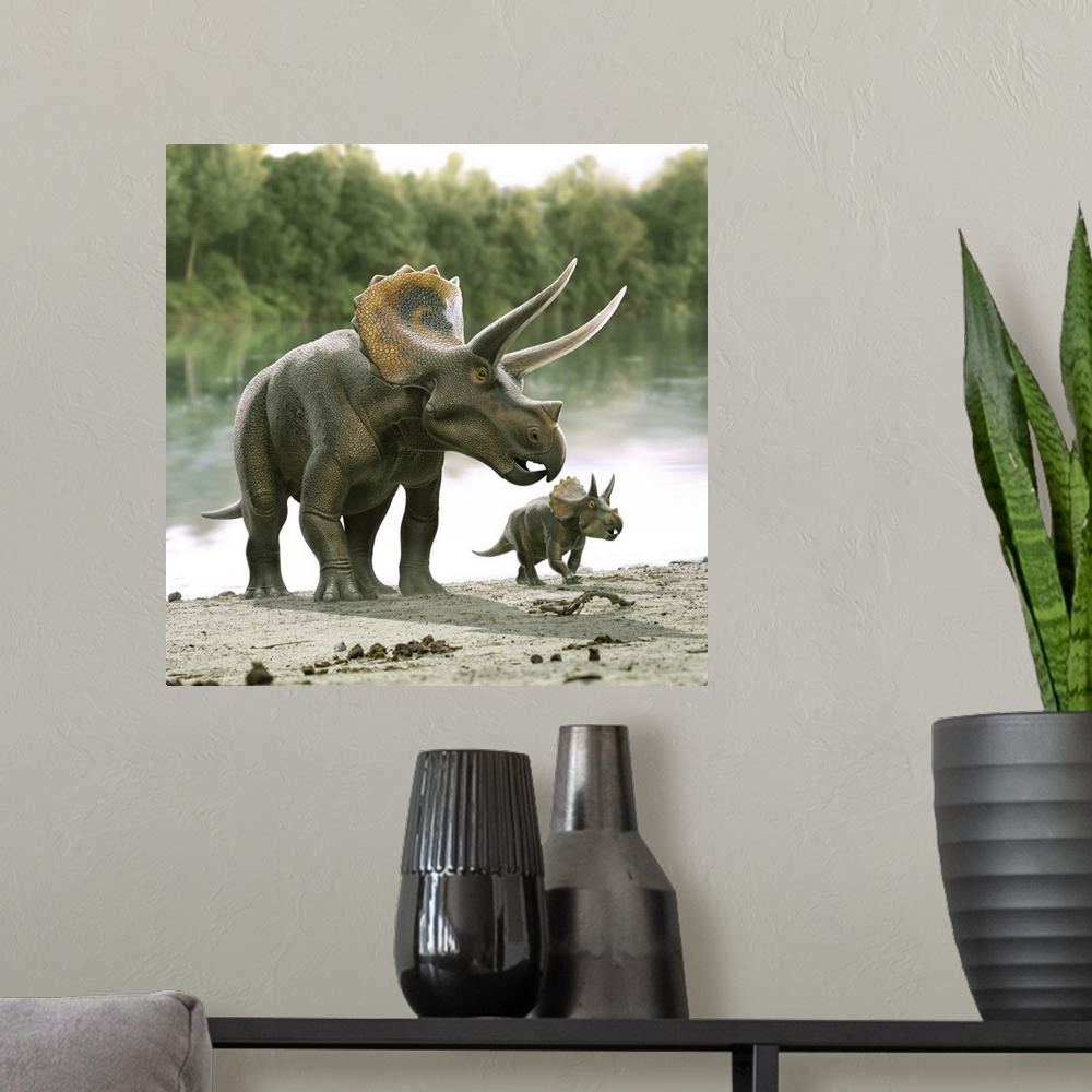A modern room featuring Triceratops dinosaur with his calf.