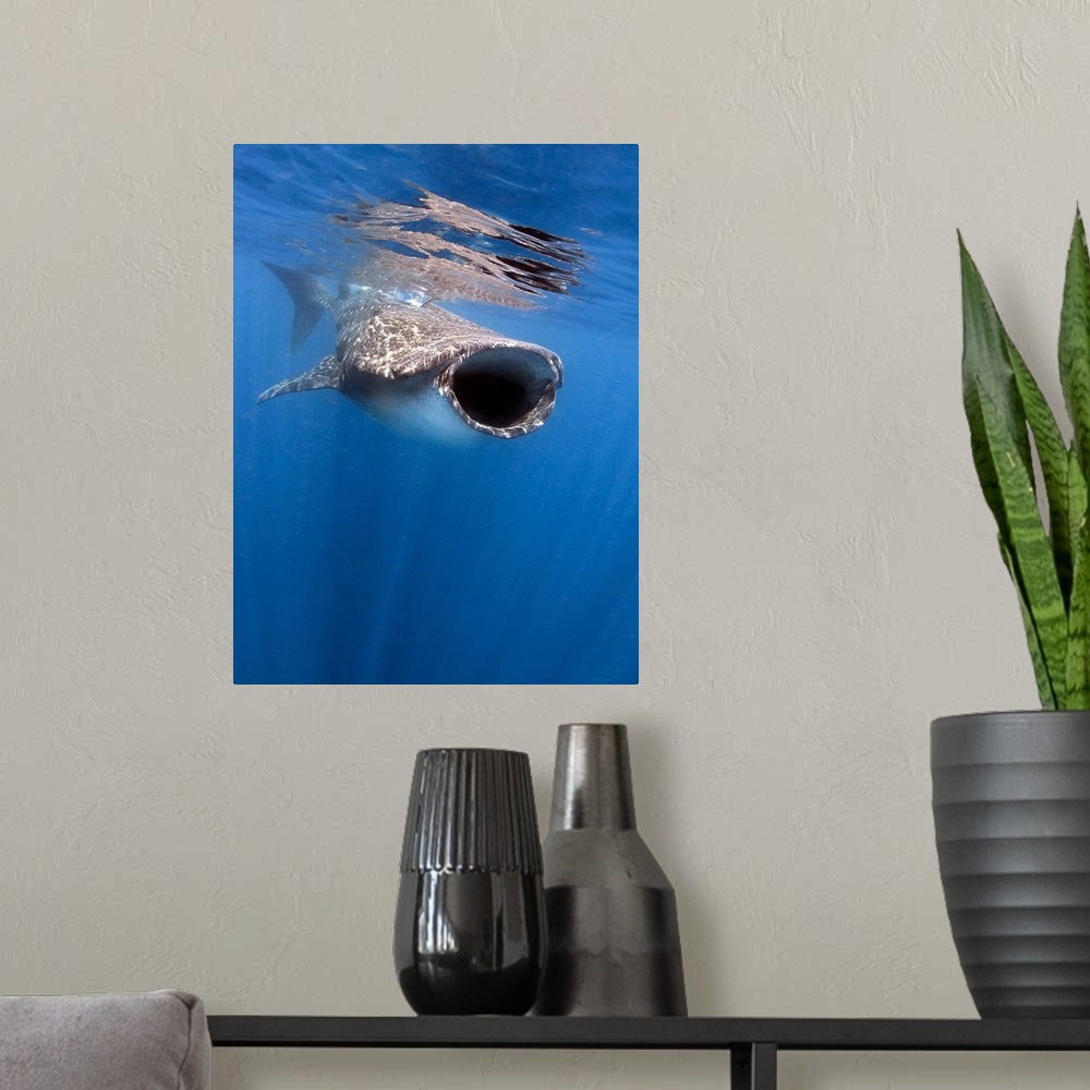 A modern room featuring Whale shark feeding off the coast of Isla Mujeres, Mexico.