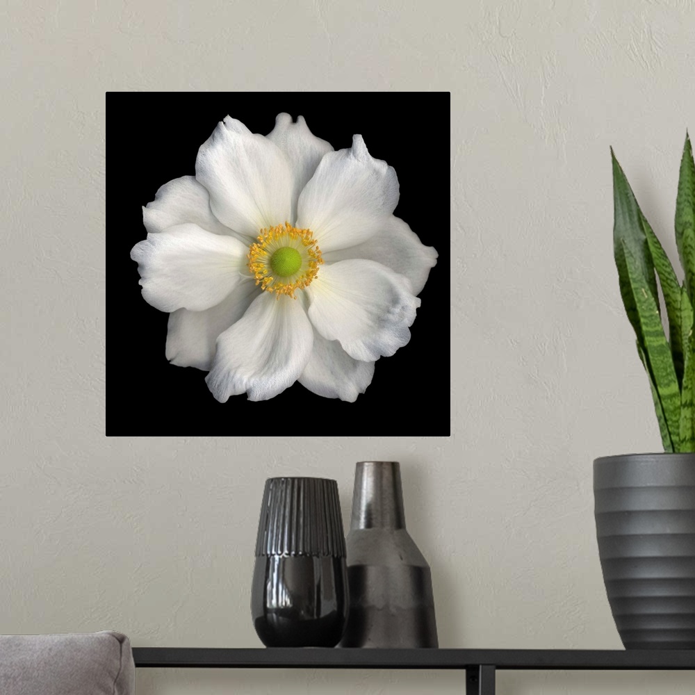 A modern room featuring White Anemone