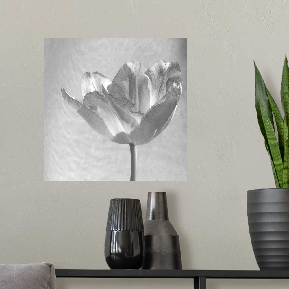 A modern room featuring Black and White Tulip