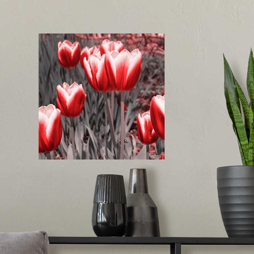 A modern room featuring Red Tulips II
