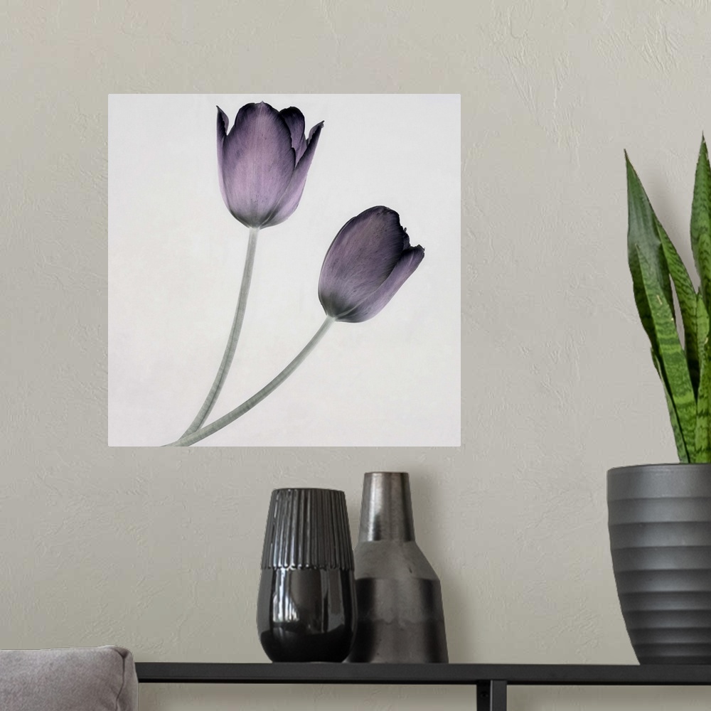 A modern room featuring Tulip IV