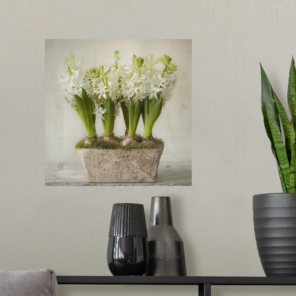 A modern room featuring White Hyacinths